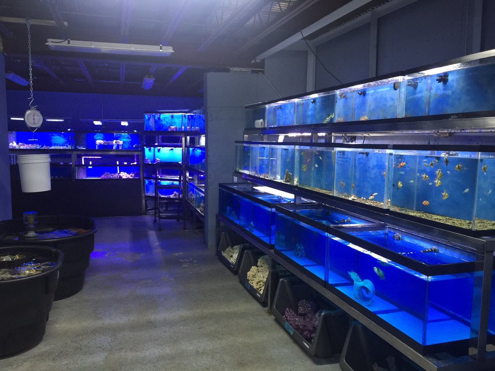 Reef Scape Aquatics Aquariums 741B W Jericho Turnpike, Huntington