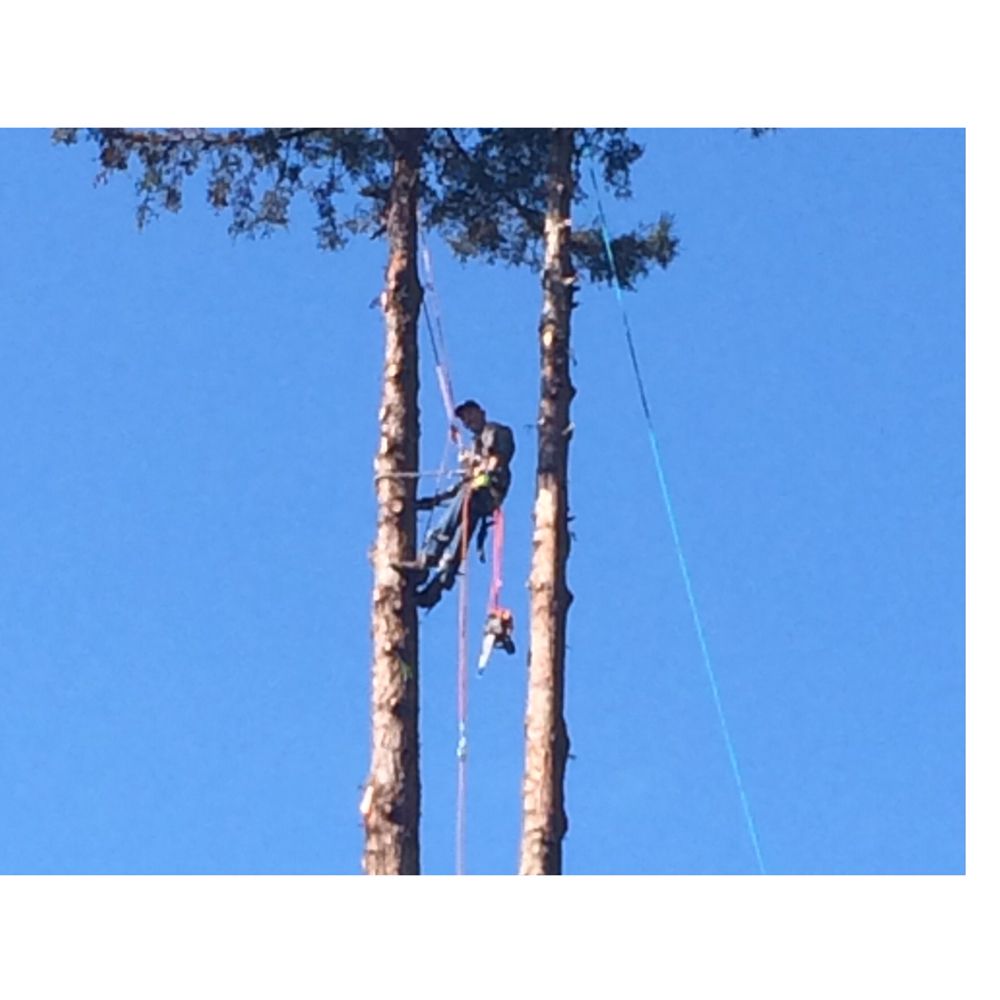 Hess Tree Services