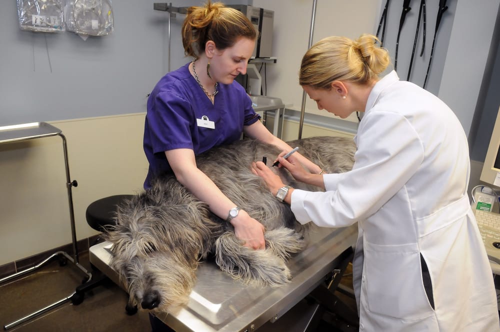 Regional Veterinary Emergency and Specialty Center 21 Photos & 11