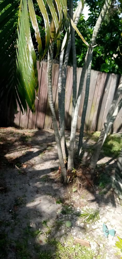 Fresnel’s Landscaping Services