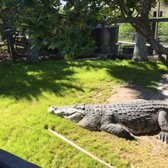Alligator Park Myrtle Beach Hours Alligator Park Myrtle Beach Hours