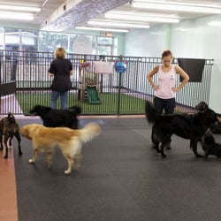 gone to the dogs daycare