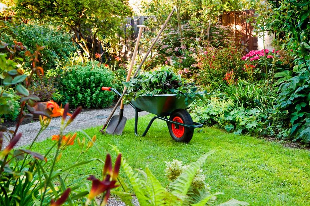 Barrios Professional Tree Service