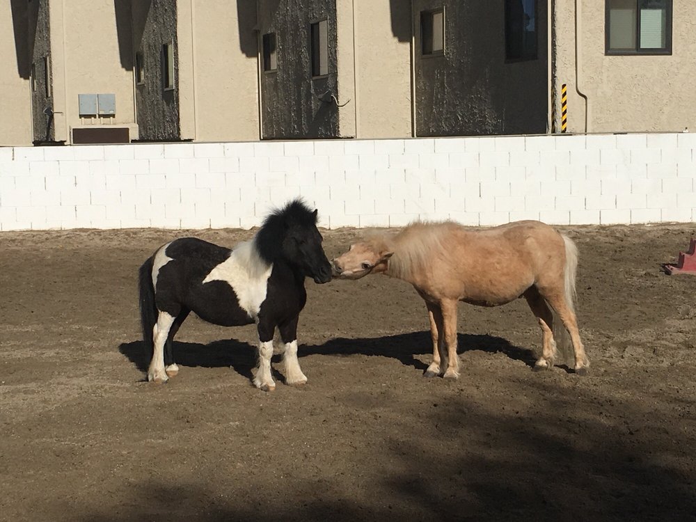 Silver Spur Stables 13 Reviews Horseback Riding 1900 Riverside Dr