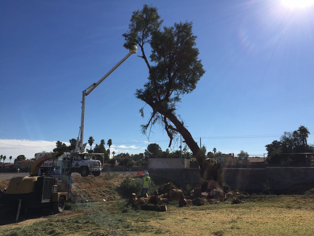 A Able Tree Service 10 Photos Landscaping 6190 W Oquendo Rd