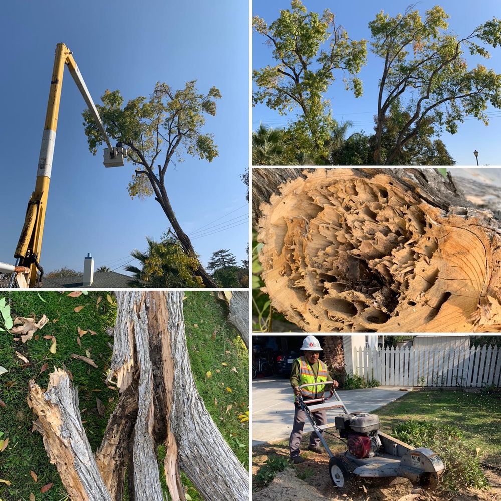 Tree Doctor Service