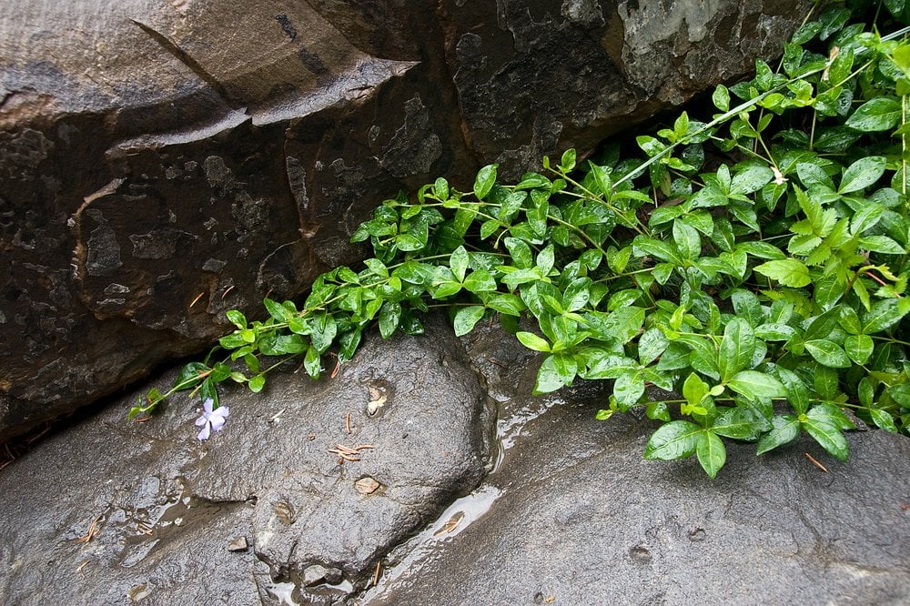 Aura Landscapers