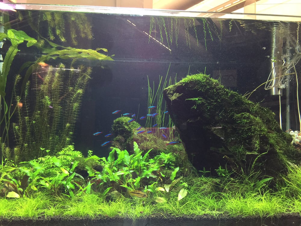 Beautiful Tank With Immaculate Aquascape Yelp Beautiful Tank With Immaculate Aquascape Yelp
