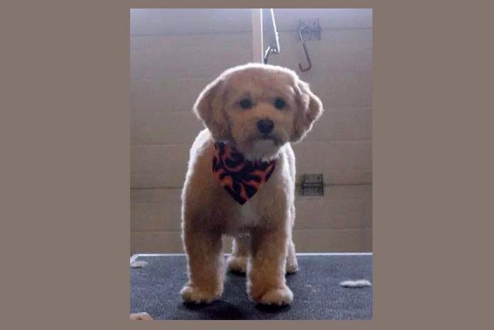 Green Dog Grooming Edmonton Green Dog Grooming Edmonton
