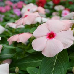 Calloway S Nursery Denton 14 Photos Reviews Nurseries Photo Of Calloway S Nursery Denton Tx United States Cora Vinca