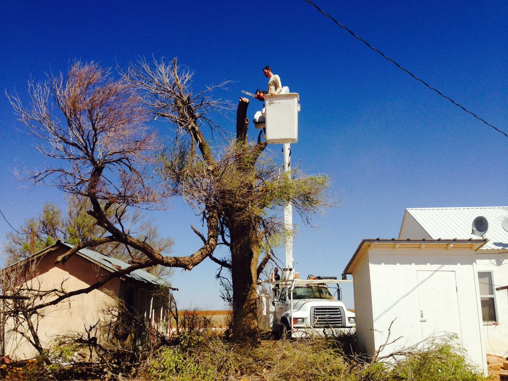 Tomcat's Tree Trimming