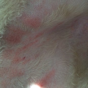 razor burn on dogs the clean 23 photos 48 reviews pet groomers 448 ralph mcgill blvd razor burn on dogs the clean 23 photos 48 reviews pet groomers 448 ralph mcgill blvd
