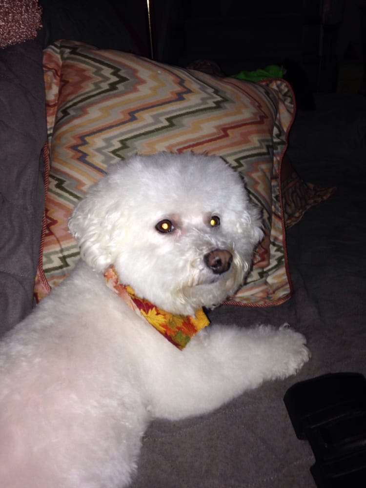 Dog a Do Salon 33 Reviews Pet Sitting 626 Grant St, Herndon, VA