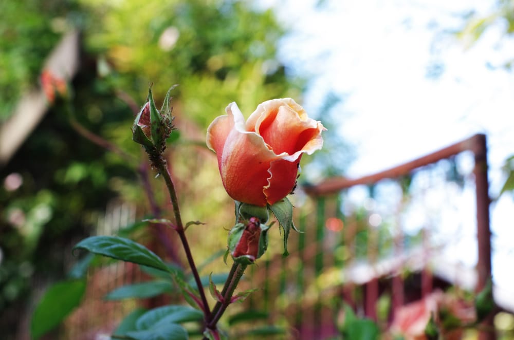 Mountain Feed & Farm Supply 88 Photos & 113 Reviews Nurseries
