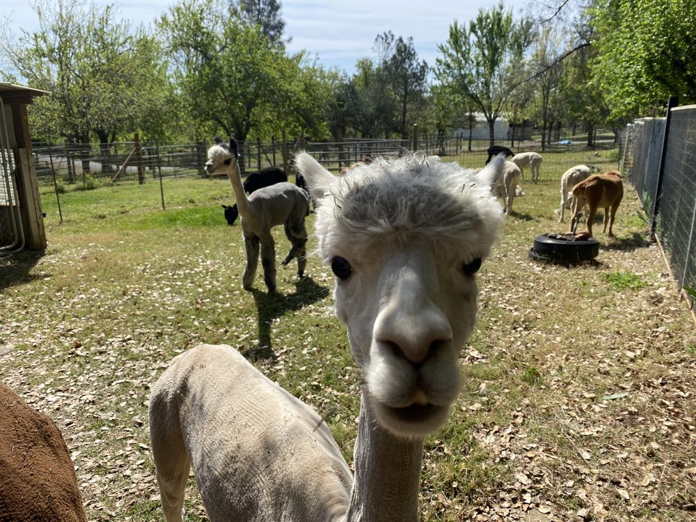 Arapaho Rose Alpacas