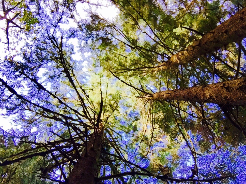 Prehistoric Gardens 58 Photos & 41 Reviews Tours 36848 Hwy 101