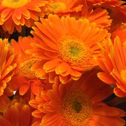 Fort Lauderdale Flower Market Closed 63 Photos Florists 5600 Pin Photo Of Fort Lauderdale Flower Market Fl United States