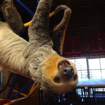 The Sloth Center at Zoological Wildlife Conservation Center - 12 Photos