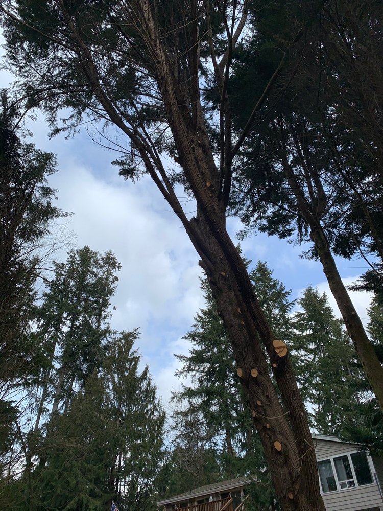 Western Tree Solutions