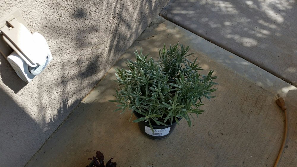 Photos For Cherry Valley Nursery Landscape Supply Yelp Photo Of Cherry Valley Nursery Landscape Supply Ca United States
