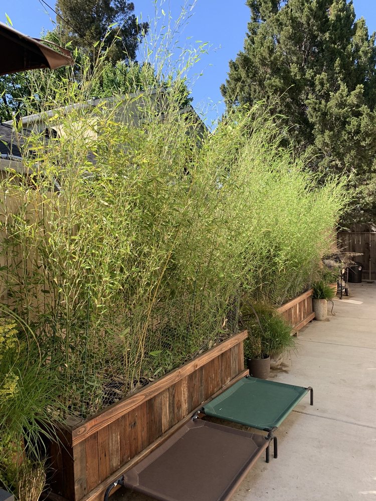 Davis Bamboo