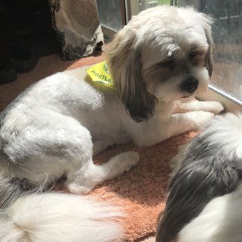 Heathers Finest Dog And Cat Grooming Heathers Finest Dog And Cat Grooming