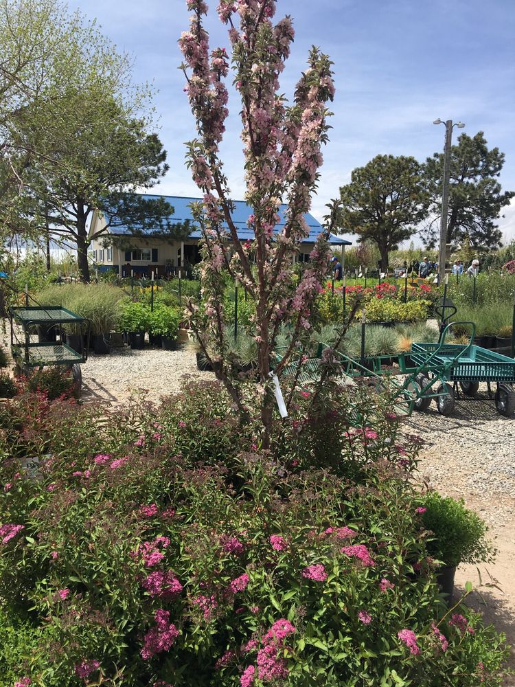 Great Local Nursery With Ample Selections Yelp Photo Of Heidrich S Colorado Tree Farm Nursery Springs Co United States