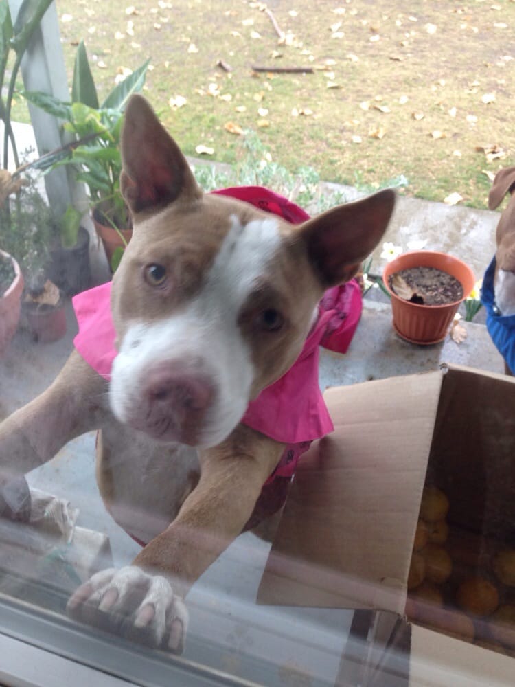 Ruffles Rescue Animal Shelters Exeter, CA Phone