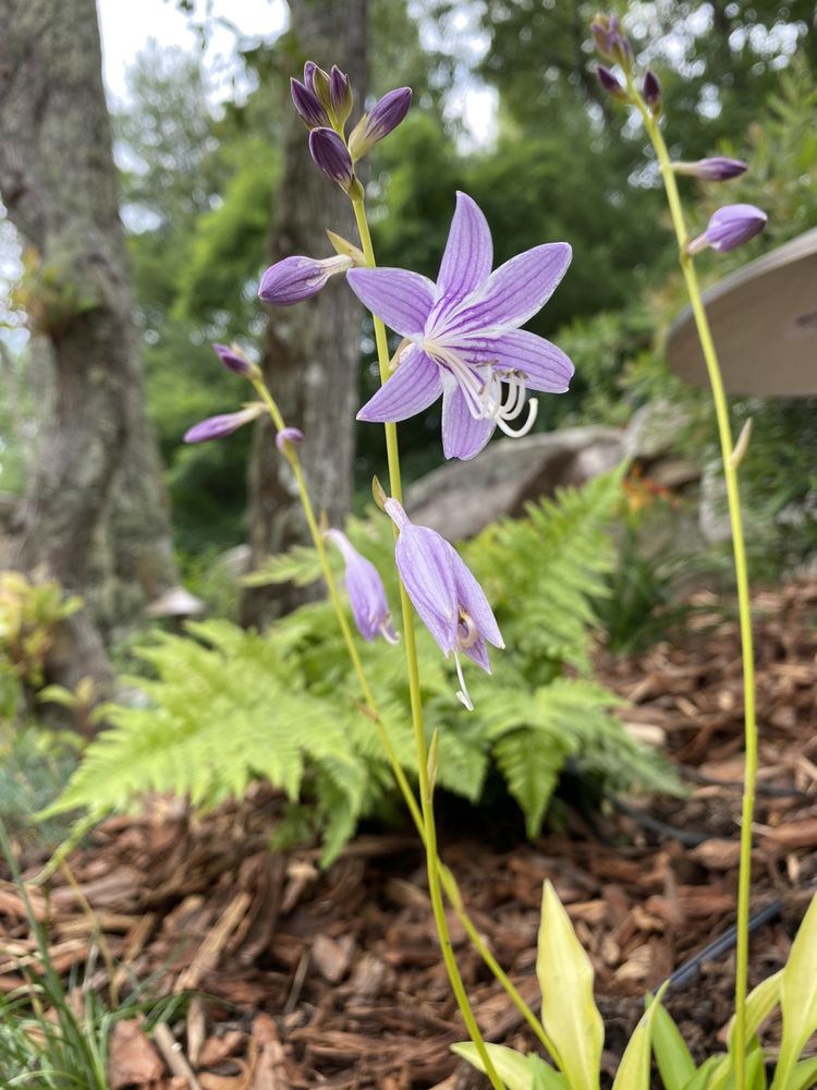 Raymond's Garden Center