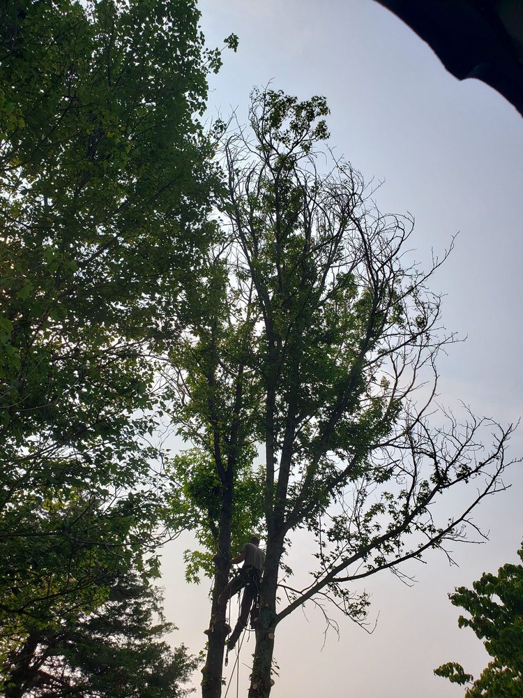 The Tree Climber