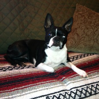 barkworks pet stores 47 photos 80 reviews pet stores 1118 bark works riverside