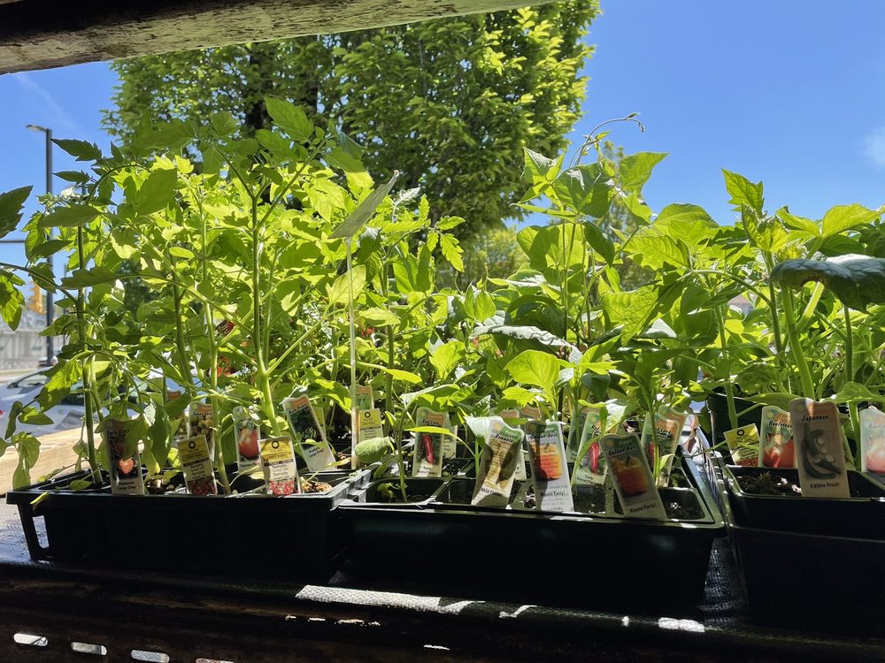 33rd Plants & Flowers