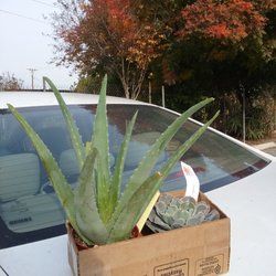 Bellefontaine Nursery 80 Photos 56 Reviews Nurseries Photo Of Bellefontaine Nursery Pasadena Ca United States Bought These For My