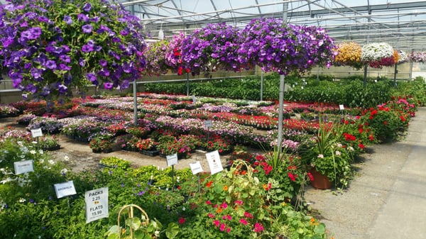 Great Swamp Greenhouses 553 New Vernon Rd Gillette Nj Nurseries Great Swamp Greenhouses 553 New Vernon Rd Gillette Nj Nurseries Mapquest