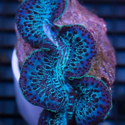 az reef monsters 33