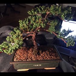 Colorado Bonsai Nurseries Gardening 12355 W 34th Pl Denver Colorado Bonsai Nurseries Gardening 12355 W 34th Pl Denver Co Phone Number Last Updated December 18 2018 Yelp