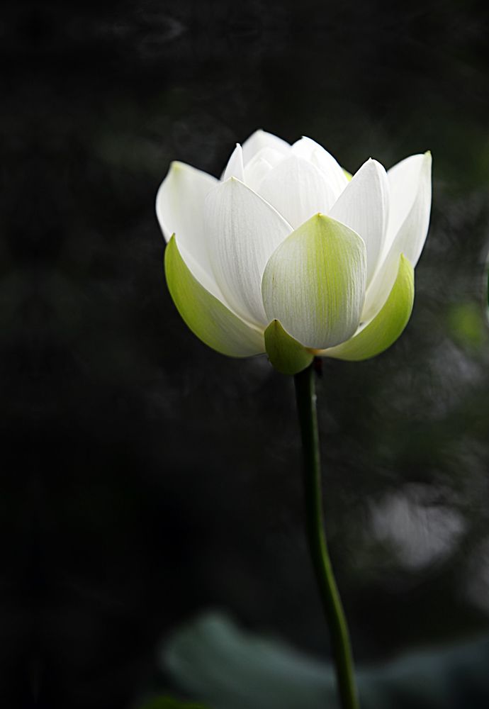 Mind Strength Balance