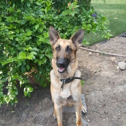 german shepherd rescue chicago german shepherd rescue chicago