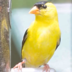 Wild Birds Unlimited - Bird Shops - 6074 Telegraph Rd, St. Louis, MO, United States - Phone ...