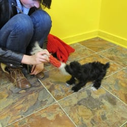puppy zone knoxville puppy zone 25 foto s 10 reviews dierenwinkels 8235 kingston pike knoxville puppy zone knoxville puppy zone 25 foto s 10 reviews dierenwinkels 8235 kingston pike knoxville