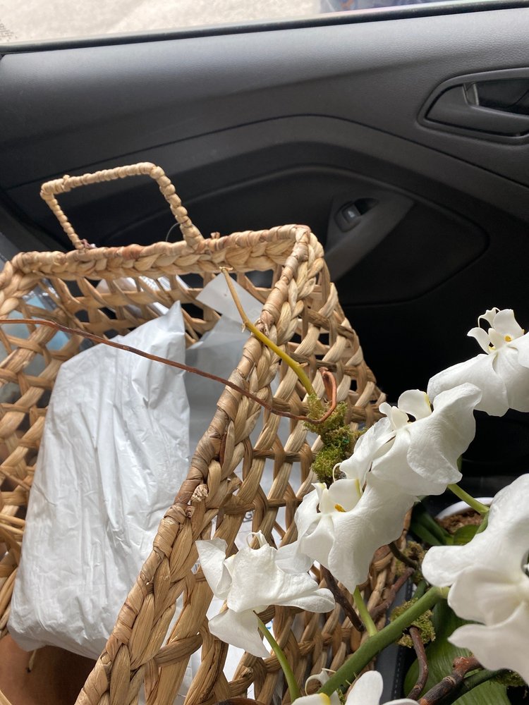 Estela’s Orchids
