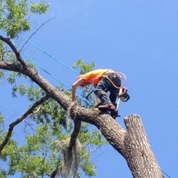 Tree Service Pineville  Photo of BCD Tree Service - Pineville, LA, United States