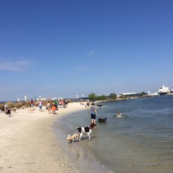 Davis Island Dog Beach 102 Photos 69 Reviews Parks 1002 Photo Of Davis Island Dog Beach Tampa Fl United States Dogs Wading