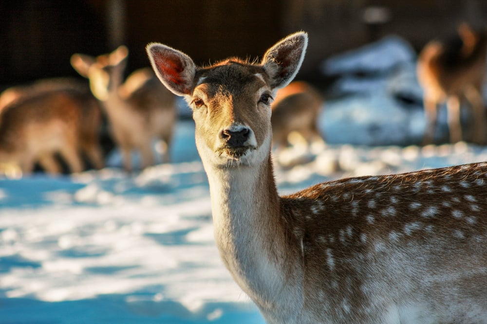 Grand Canyon Deer Farm 211 Photos & 118 Reviews Zoos 6769 E Deer Farm Rd, Williams, AZ