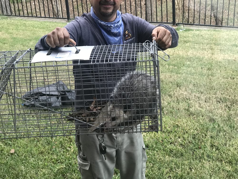 DFW Wildlife And Pest Control