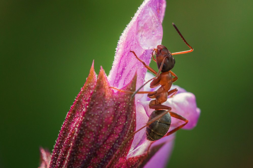 AllerClean Pest Control