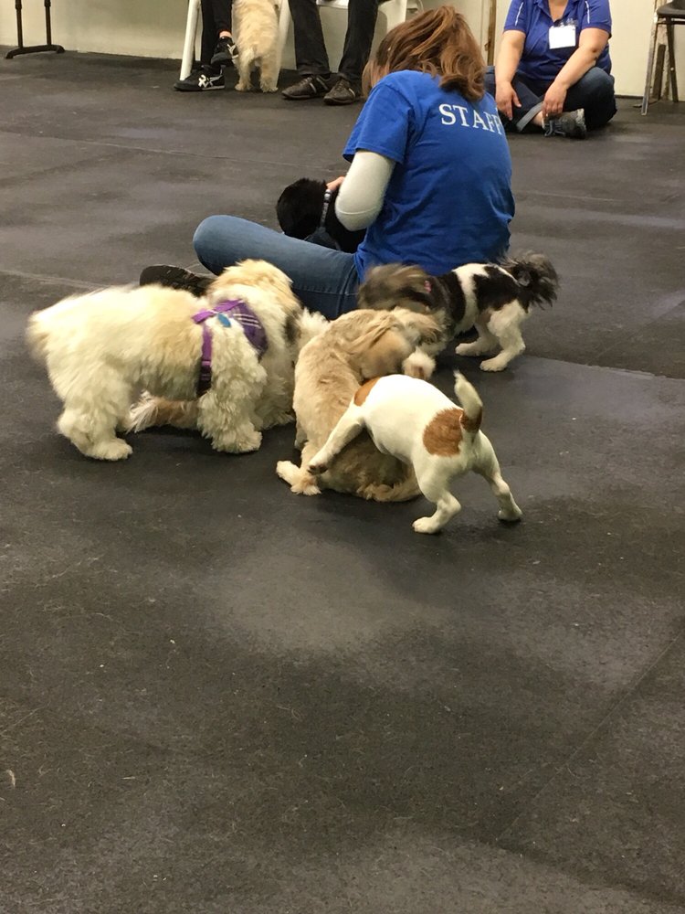 WOOFS! Dog Training Center