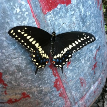 Black Swallowtail At Gow Nursery Yelp Black Swallowtail At Gow Nursery Yelp