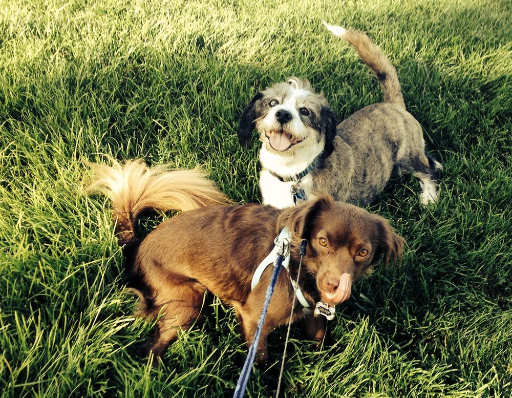 Toni’s Pet Sitters 83 Photos Pet Sitting Henderson, NV Phone