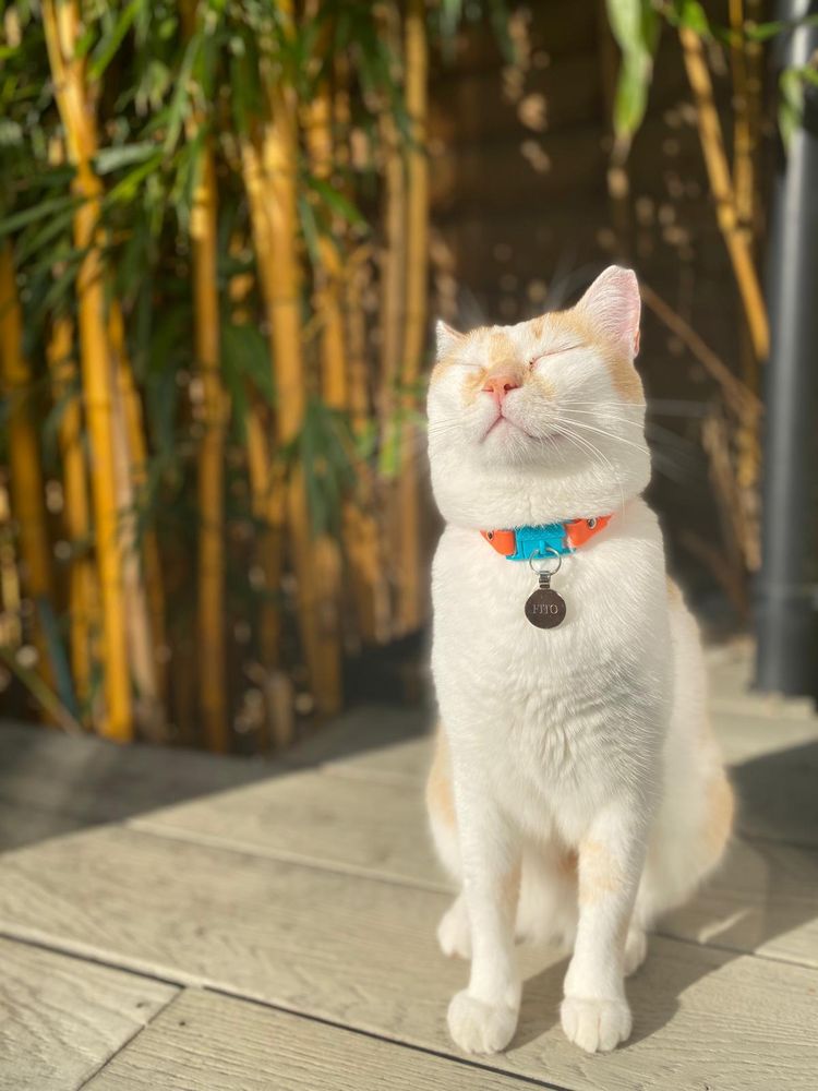 Worldcare Pet Transport